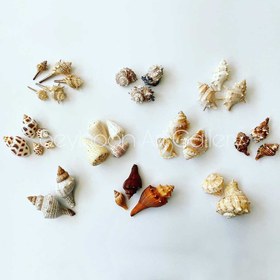 تصویر صدف حلزونی شیپوری (۱ عدد) کلکسیونی