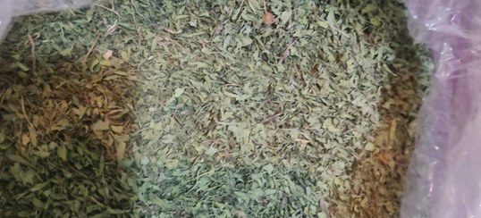 تصویر ترخون برگ لوکس 