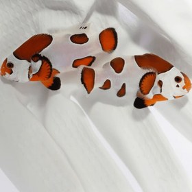 تصویر دلقک ماهی ارنج استورم Orange Storm Clownfish