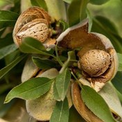 تصویر نهال بادام پوست کاغذی دیرگل 