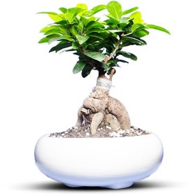 تصویر گیاه طبیعی بونسای جنسینگ کد 01 