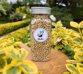 تصویر پودر تخم گشنیز 