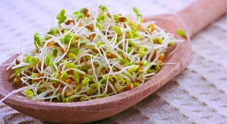 تصویر جوانه گندم 