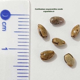 تصویر بذر گلرنگ وحشی Carthamus oxyacantha 