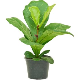 تصویر لیراتا 