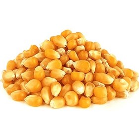 تصویر ذرت پاپکورن عمده 