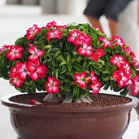 تصویر بذر بنسای آدنیوم سانیا سید مدل T5 مجموعه 3 عددی 