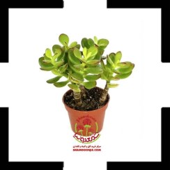 تصویر خرید گیاه یشم (کراسولا آواتا) – گل ثروت مقاوم و خاص برای آپارتمان Crassula ovata
