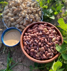 تصویر بادام زمینی آستانه اشرفیه Astana Ashrafieh peanuts