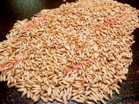 تصویر دانه جودوسر 