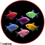 تصویر پک ماهی کالرویدو رنگی 10 عددی 