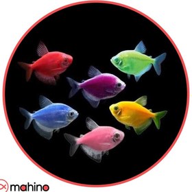 تصویر پک ماهی کالرویدو رنگی 10 عددی - 3 تا 4 سانتی متر 