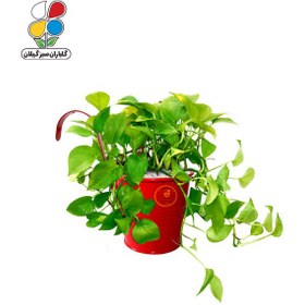 تصویر گیاه طبیعی پوتوس مدل GN13-25MM 