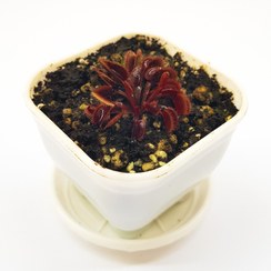 تصویر گیاه حشره خوار ونوس نژاد رد رویال(سایز ۱)همراه با کرم خشک رایگان 