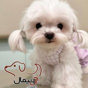 تصویر سگ جیبی مالتیز 