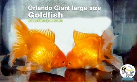 تصویر ماهی جفت گلدفیش اوراندا جاینت رد بزرگ Goldfish Oranda Giant Red