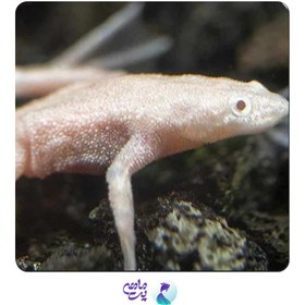 تصویر فراگ آلبینو 