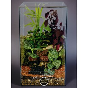 تصویر تراریوم آکواریومی 