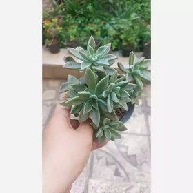 تصویر گیاه اپارتمانی ساکولنت آئونیوم سایز بزرگ(succulent plant) 