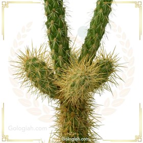 تصویر کاکتوس کویری تیغ سگی 