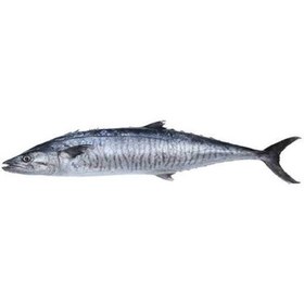 تصویر ماهی شیر نیزه 