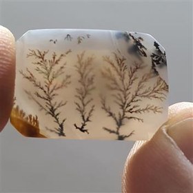 تصویر شجر قائن کلکسیونی 