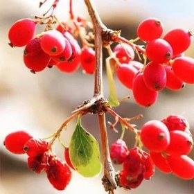 تصویر بذر زرشک وحشی 1 گرمی 