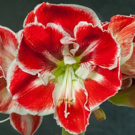 تصویر پیاز آمارلیس هلندی Samba Samba Amaryllis