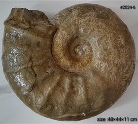 تصویر فسیل آمونیت بزرگ 