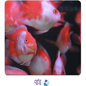 تصویر ماهی پرت کوهاکو 6 تا 8 سانت 