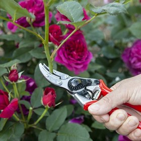تصویر قیچی باغبانی مخصوص گل رز و شاخه بریده ها فیلکو FELCO 100 اصل سوئیس 