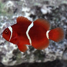 تصویر دلقک ماهی مارون Maroon Clownfish