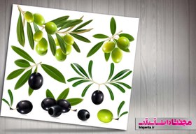 تصویر وکتور زیتون 01 