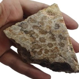 تصویر فسیل مرجان 