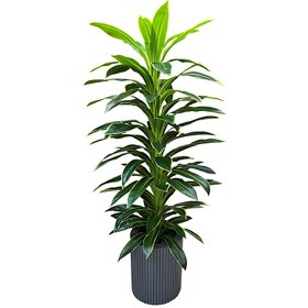 تصویر درختچه دراسینا 