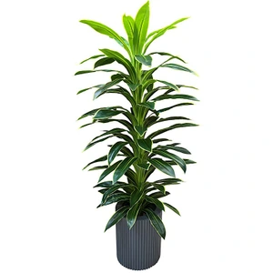 تصویر فروشگاه کابان هوم