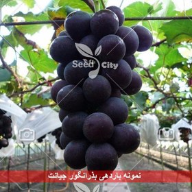 خرید و قیمت بذر انگور جیانت – Giant Grape | ترب