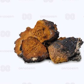 تصویر قارچ چاگا 