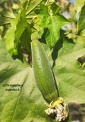 تصویر بذر لیف، لوفا Luffa aegyptiaca 