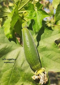 تصویر بذر لیف، لوفا Luffa aegyptiaca 