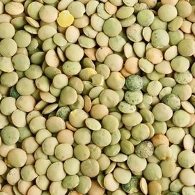 تصویر بذر عدس سبز 20 عددی 