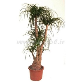 تصویر گلدان گل لیندا 