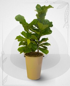 تصویر گلدان فیکوس 