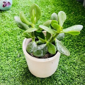 تصویر گیاه کراسولا 7084 