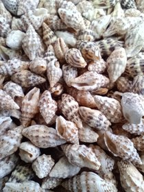 تصویر صدف ریز فله ۳۰ گرم 