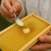 تصویر ژل رویال تاتلیم اکسیر طبیعی سلامت و انرژی 