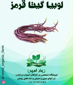 تصویر بذر لوبیا رشته ایی قرمز ( گیتا قرمز ) 