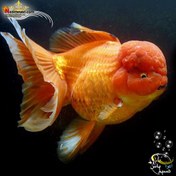 تصویر ماهی جفت گلدفیش اوراندا جاینت رد بزرگ Goldfish Oranda Giant Red