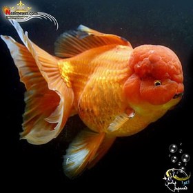 تصویر ماهی جفت گلدفیش اوراندا جاینت رد بزرگ Goldfish Oranda Giant Red