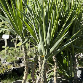 تصویر یوکا فیلی 